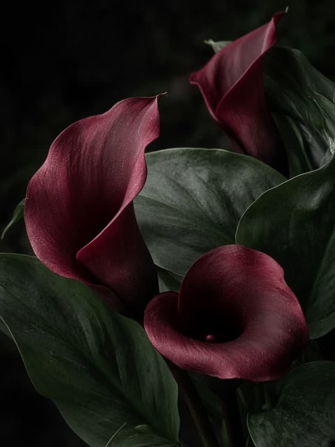 Botanical editorial detail